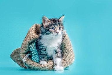 Yumuşak tekir kedicik turkuaz bir arka planda yataktan çıkıyor.