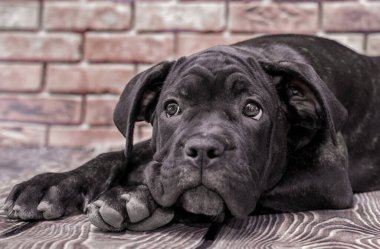 tuğla duvar arka plan closeup üzerinde canecorso siyah köpek yavrusu