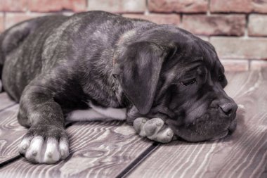 tuğla duvar arka plan closeup üzerinde canecorso siyah köpek yavrusu
