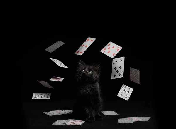 whirlwind of playing cards around a black kitten on black background