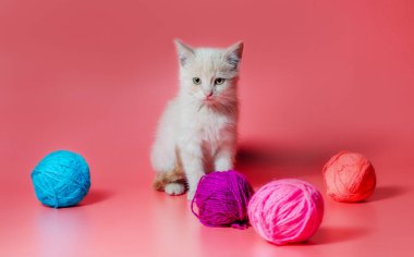 Pembe arka planda çok renkli yün iplik topları olan küçük kedi yavrusu.
