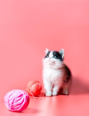 Pembe arka planda çok renkli yün iplik topları olan küçük kedi yavrusu.