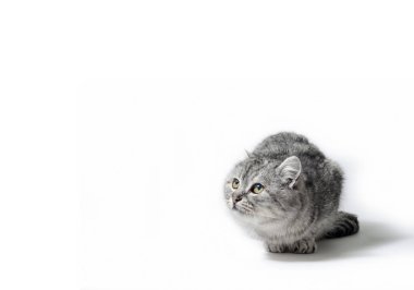 Gri tekir kedi pusuda bekliyor ve beyaz bir arka plana bakıyor.