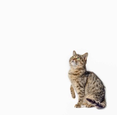 Şişman tekir kedi beyaz arka plana bakıyor.