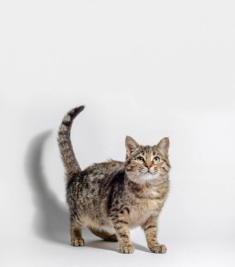 Şişman tekir kedi beyaz arka plana bakıyor.