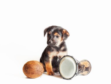 Afrika davulu ve hindistancevizli siyah ve esmer köpek yavrusu.
