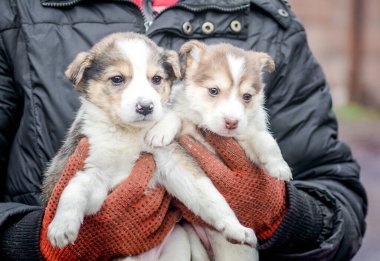 two little puppies in human hands close up