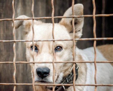 purebred puppy muzzle behind bars in a shelter close up