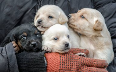 bunch of four little puppies in human hands close up