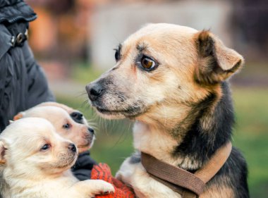 Yetişkin köpek ve köpek yavruları bir adamın ellerinde.