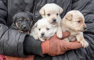 bunch of four little puppies in human hands close up