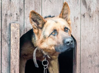 portrait of a german shepherd on a chain in a wooden doghouse close up