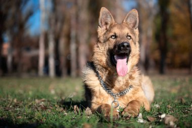 Sonbaharda güneşli bir günde yeşil bir çimenlikte bir Alman çoban köpeğinin portresini yakından çek.