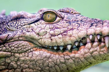 crocodile head with toothy mouth and yellow eye close up on a green background