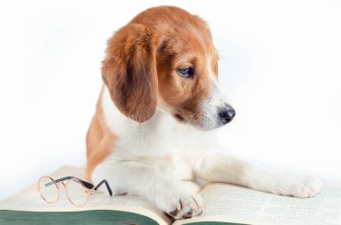 Uzun kulaklı beyaz-kırmızı saçlı köpek yavrusu büyük yeşil bir kağıt kitap serer.