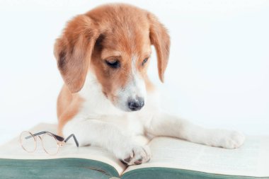 Uzun kulaklı beyaz-kırmızı saçlı köpek yavrusu büyük yeşil bir kağıt kitap okuyor.