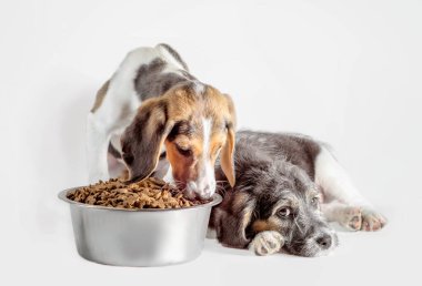 shaggy puppy mongrel with a metal bowl of dry food