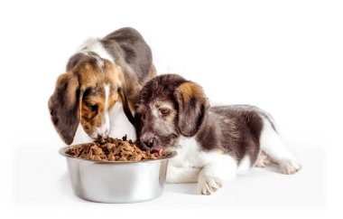 shaggy puppy mongrel with a metal bowl of dry food