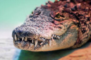 crocodile head with toothy mouth and yellow eye close up on a green background