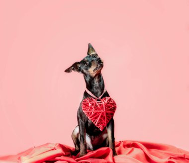 Küçük meraklı minyatür köpek yavrusu kalp sevgililer günü dekoru pembe arka planda izole edilmiş.