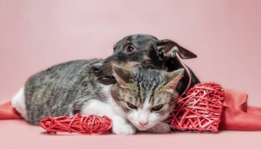 miniature pinscher puppy and cat with valentines day decor on a red background