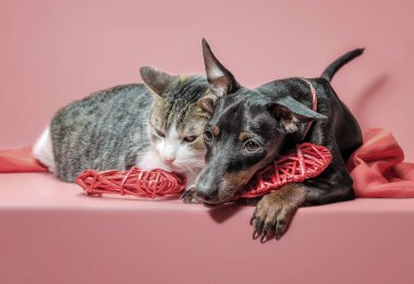 miniature pinscher puppy and cat with valentines day decor on a red background