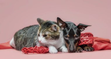 miniature pinscher puppy and cat with valentines day decor on a red background