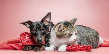 miniature pinscher puppy and cat with valentines day decor on a red background