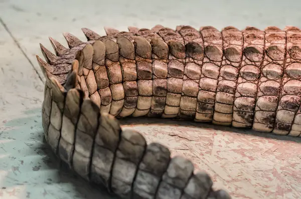 alligator crocodile skin detail pattern close up