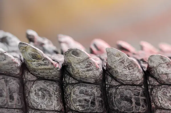 alligator crocodile skin detail pattern close up
