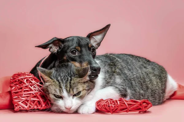 miniature pinscher puppy and cat with valentines day decor on a red background