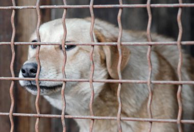 Kafesteki köpek yavrusu kameraya yakından bakıyor.