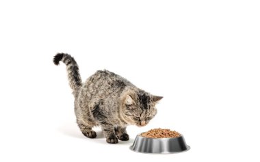 Beyaz arka planda bir kase kuru gıdayla gri kırma kedi.