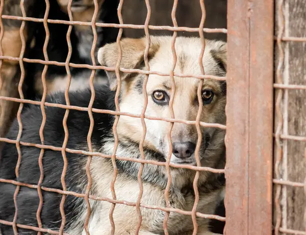 Kafesteki köpek yavrusu kameraya yakından bakıyor.