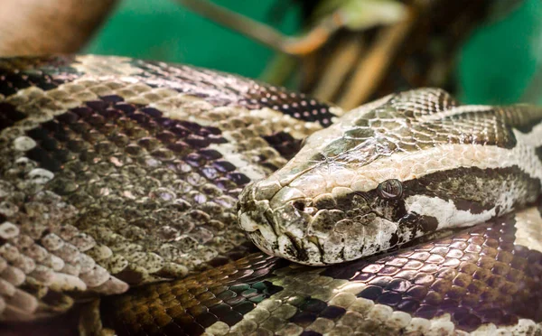 stock image head and eye big snake anaconda close up