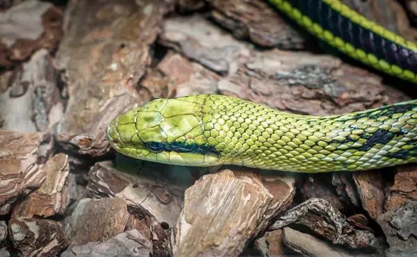 green snake head and eye close up