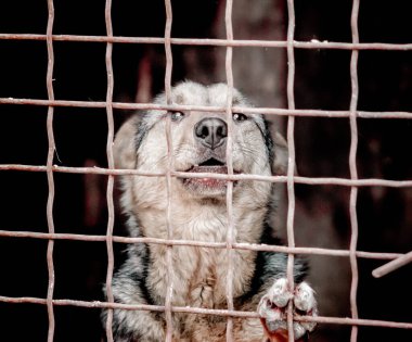 Kafesteki köpek yavrusu kameraya yakından bakıyor.