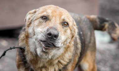 Hüzünlü gözlü melez köpek. Yakından bak.