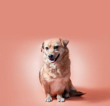 Şeftali rengi arka planda gülümseyen melez kırmızı köpek.