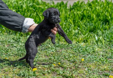 Küçük siyah kırma köpek dişi ellerinde yeşil çimlerde sarı karahindiba ile
