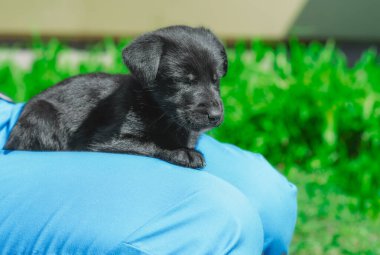 Siyah kırma köpek mavi pantolonlu bir adamın kucağında uyur.