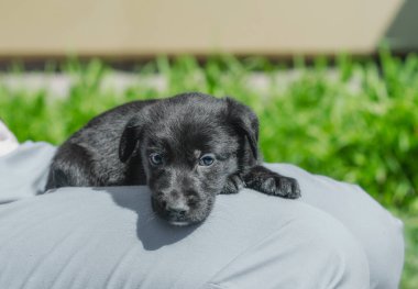 Siyah köpek yavrusu mavi pantolonlu bir adamın kucağında yatıyor.