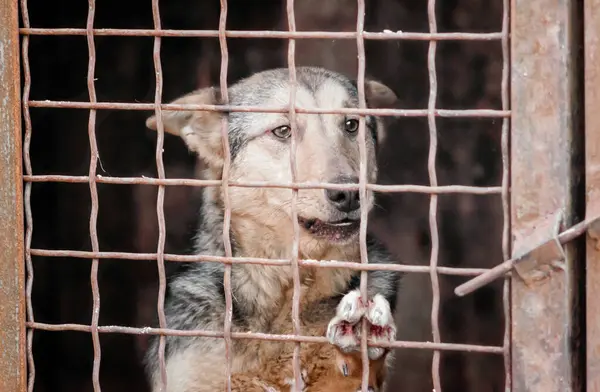 Kafesteki köpek yavrusu kameraya yakından bakıyor.