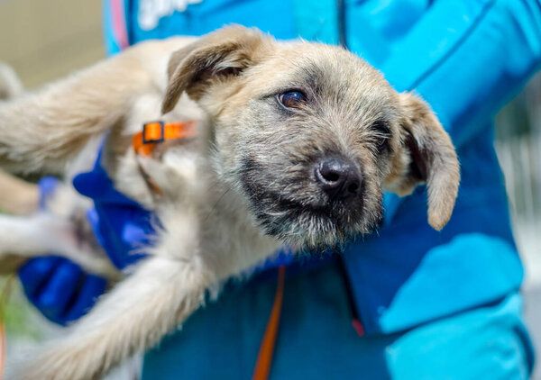 щенячья дворняжка на руках человека в синей ветеринарной форме и латексных перчатках
