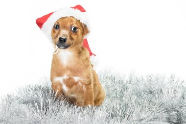 Küçük köpek yavrusu Noel Baba şapkası takmış gümüş süslemeler içinde oturuyor.