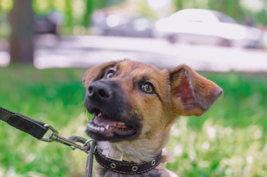 Tasmalı bir köpek yavrusu. Yazın güneşli bir günde sokakta yürür ve yukarı bakar.