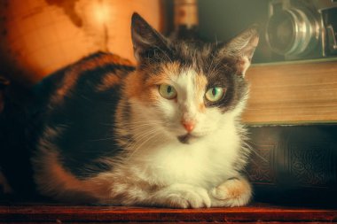 tricolor adult cat among old things in the sunlight clipart