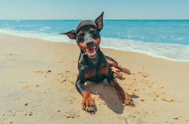 Minyatür yavru köpek sahilde, mavi göl kıyısında tatil yapıyor.