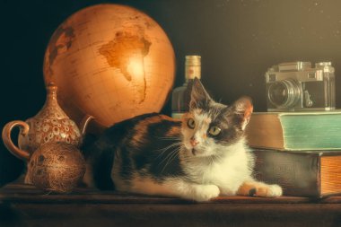 Yaşlı şeylerin arasında üç renkli yetişkin kedi güneş ışığı ve toz altında