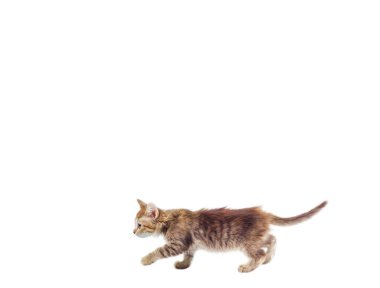 Beyaz arkaplanda, çerçevenin altında yürüyen tüylü tekir kedi yavrusunun yan görünümü